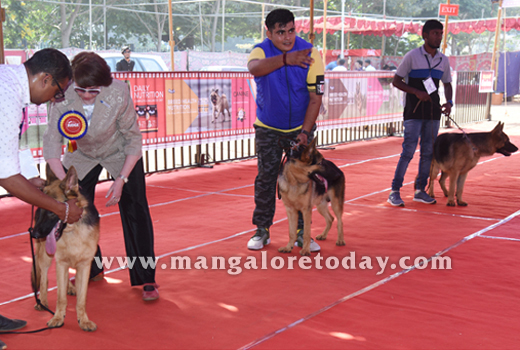 Dog Show 2